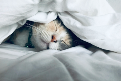 EFT for sleep photo by kate-stone-matheson-uy5t-CJuIK4-unsplash