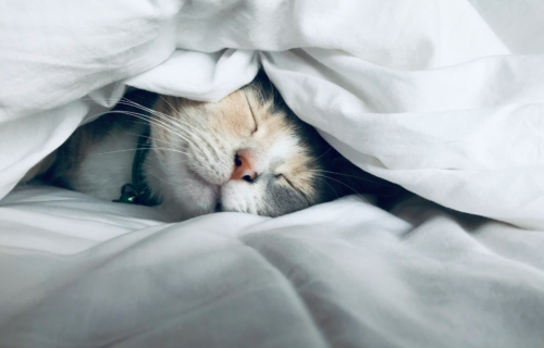 EFT for sleep photo by kate-stone-matheson-uy5t-CJuIK4-unsplash