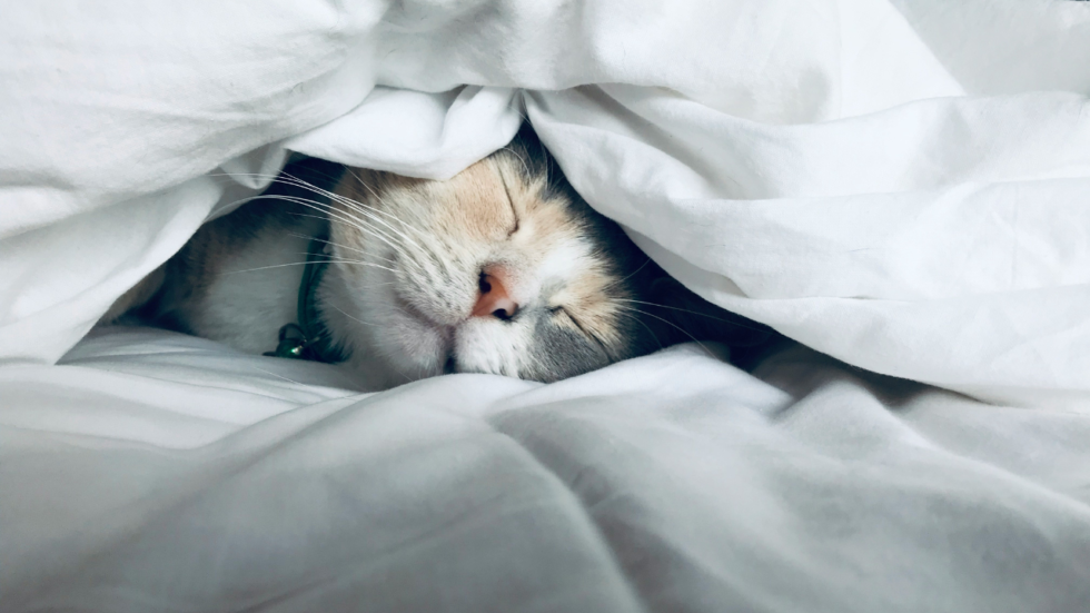 EFT for sleep photo by kate-stone-matheson-uy5t-CJuIK4-unsplash